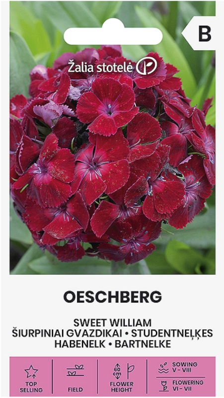 Goździk brodaty Oeschberg odmiana o licznych efektownych kwiatach nasiona 1g Žalia stotelė sklep rajogrodnika